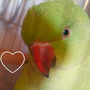 باران بهاری